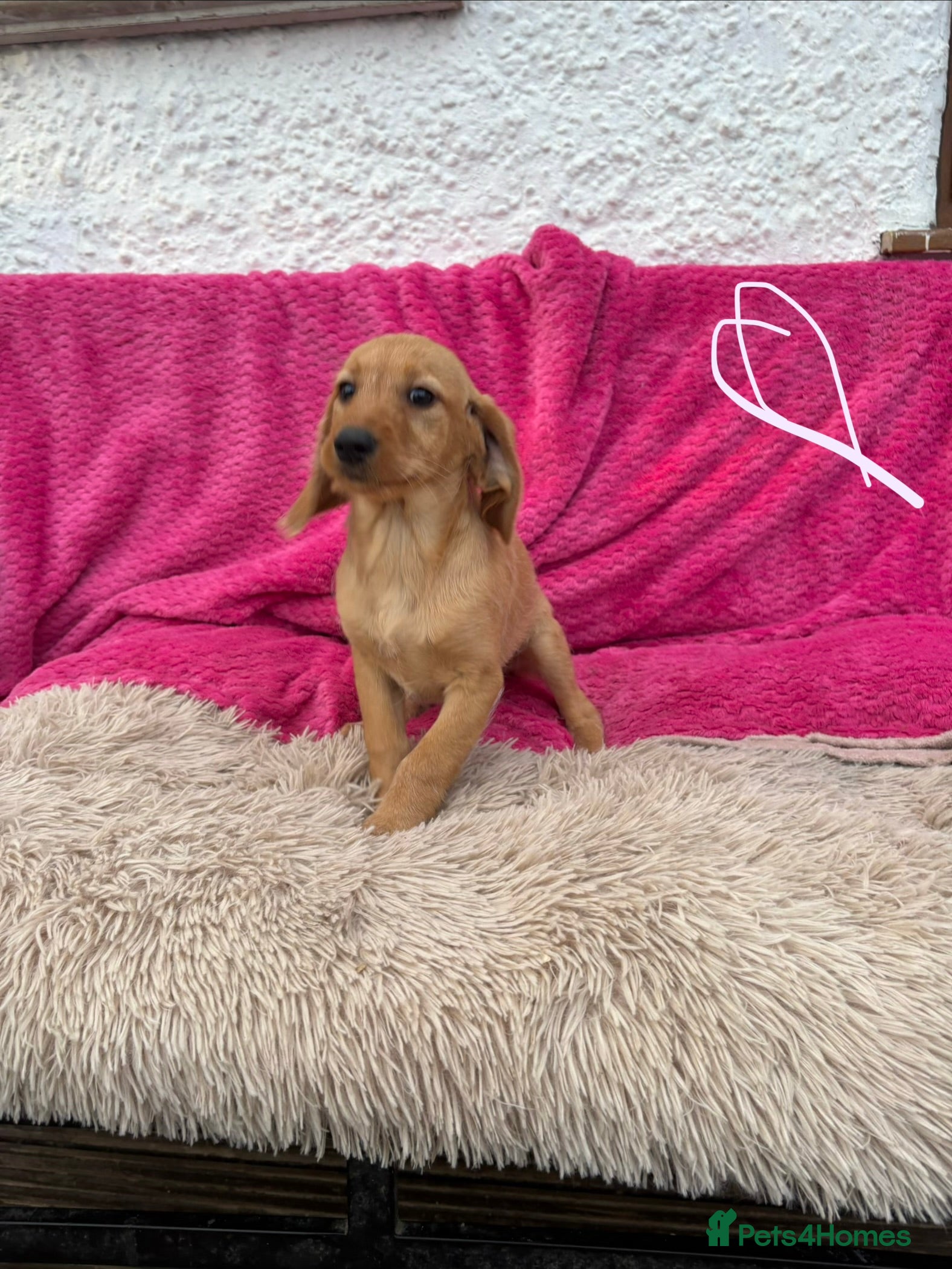 Labradoodle dogs Beautiful Labradoodle Puppies  - Advert 2