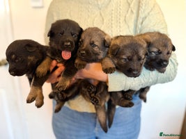 German Shepherd dogs German Shepherd Puppies - Advert 4