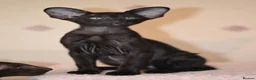 Oriental cats for sale: Tica Oriental kittens for reservation - Advert 12