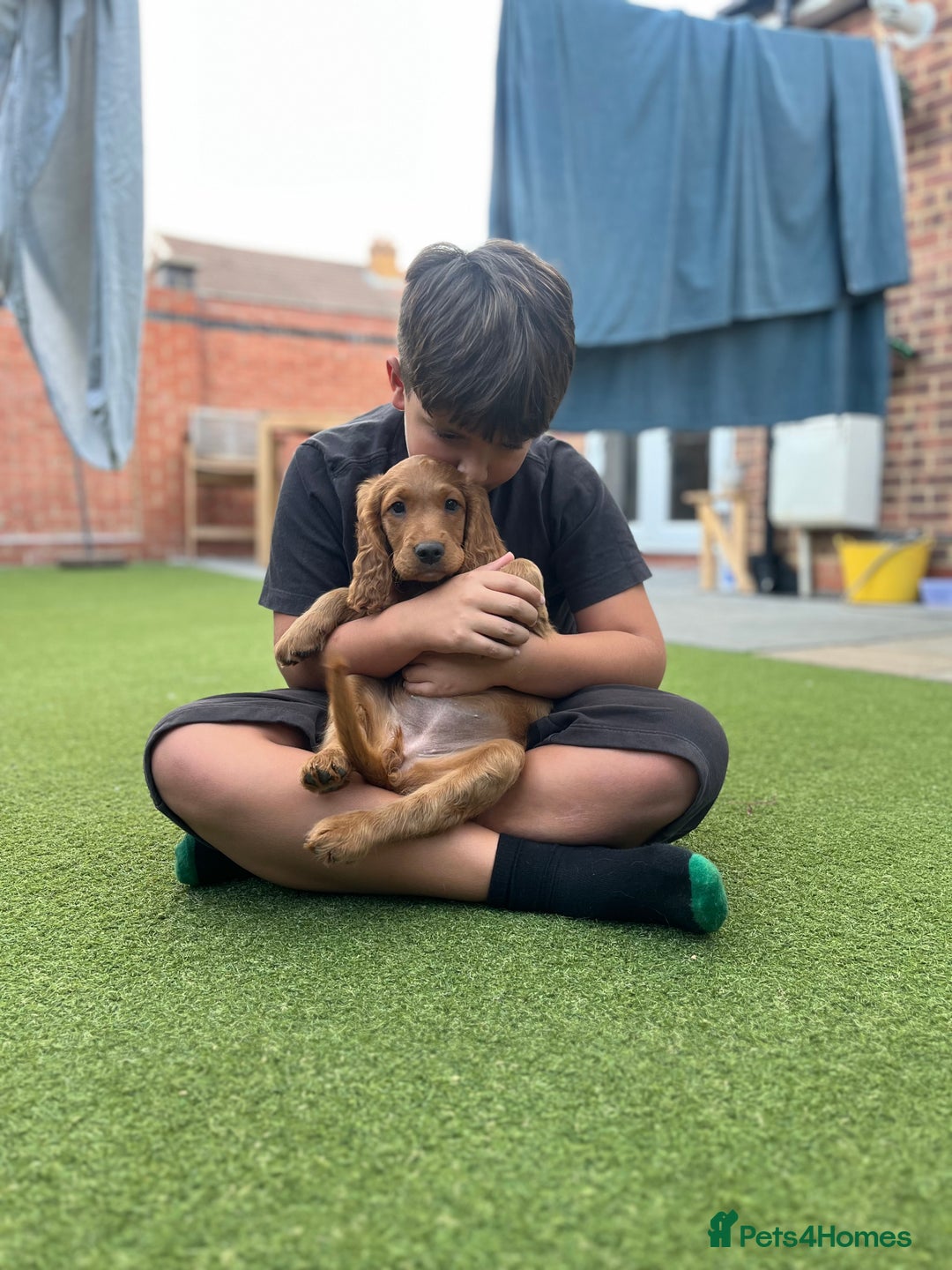 Mixed Breed dogs for sale: 1 female puppy left - Beautiful Goldendoodle cross - Image 10