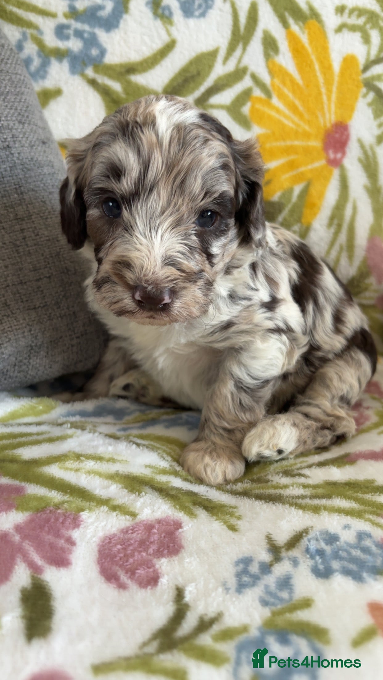 Cockapoo dogs Beautiful F1B cockapoo puppies  - Advert 4