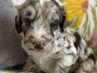 Cockapoo dogs Beautiful F1B cockapoo puppies - Advert 4