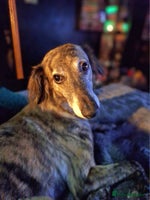 Lurcher dogs Saluki Lurcher - Advert 7