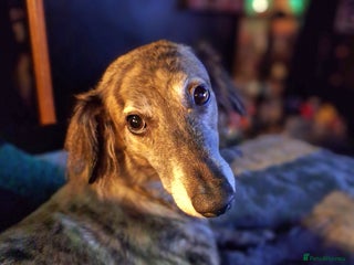 Lurcher dogs - Advert 6