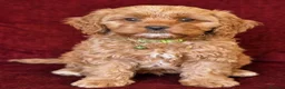 Cavapoo dogs for sale: Cavapoo Puppies looking for their forever homes - Advert 11