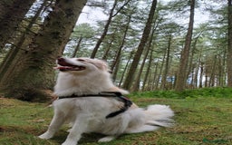 Mixed Breed dogs for sale: Retriever cross 4 years old  - Image 10