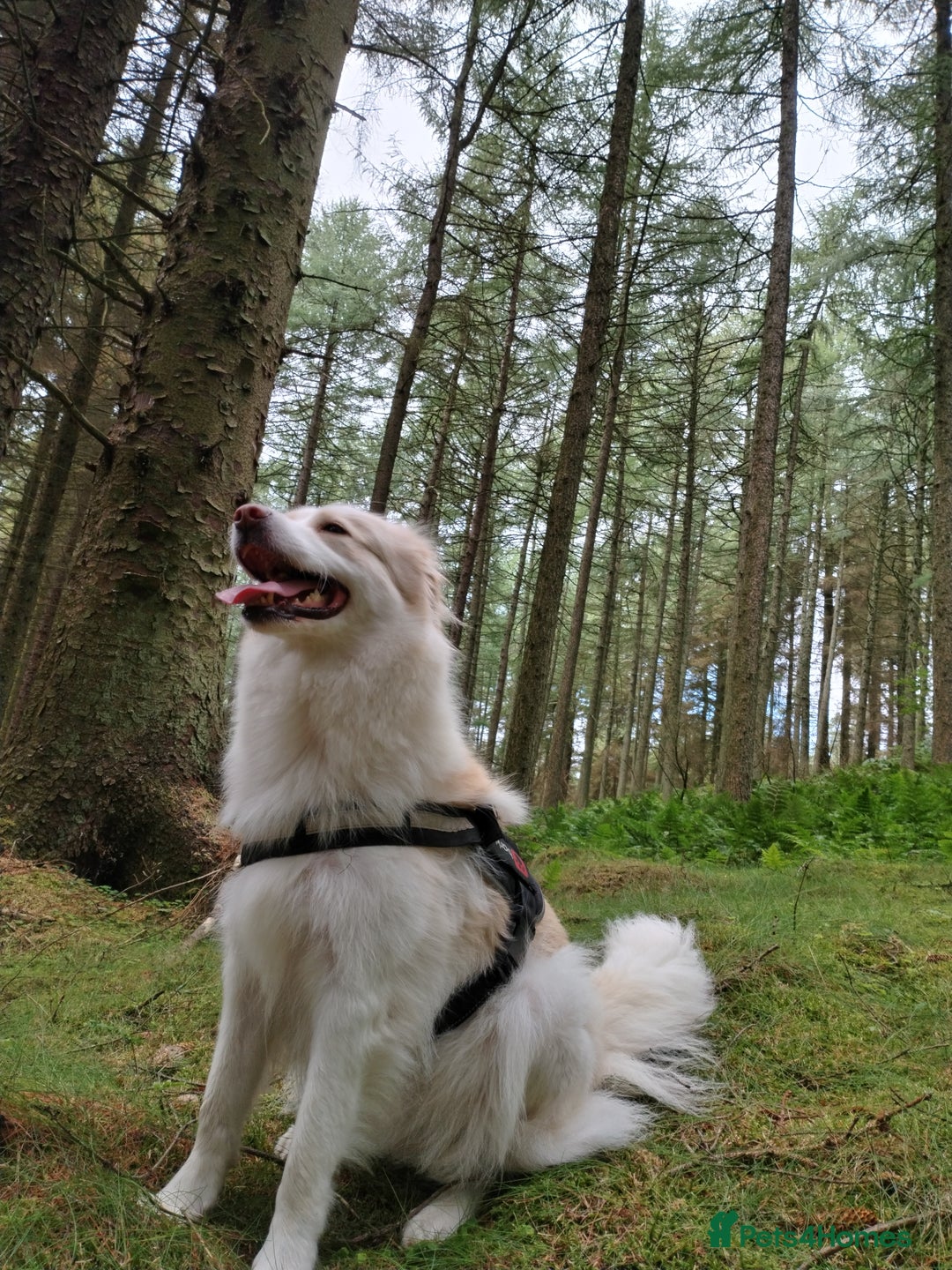 Mixed Breed dogs for sale: Retriever cross 4 years old  - Image 10