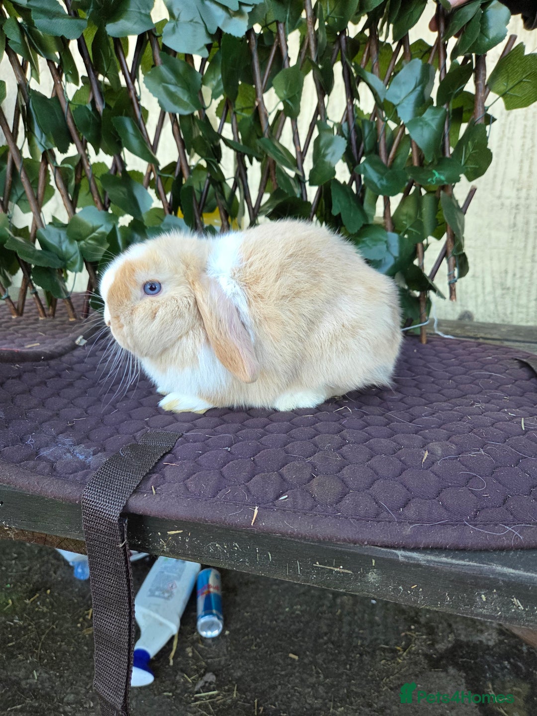 Mini Lop rabbits for sale: Pure mini lop babies  - Advert 30