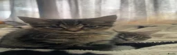 Bengal cats for sale: Ragdoll x Bengal kittens  - Advert 17