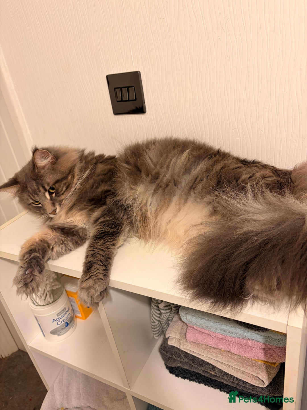 Maine Coon cats for sale: 🐾 Stunning Maine Coon for Sale – Lennox 🐾 - Advert 6
