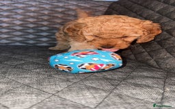 Cockapoo dogs for sale: 6 cockapoo F1 puppies seeking their forever homes - Advert 16