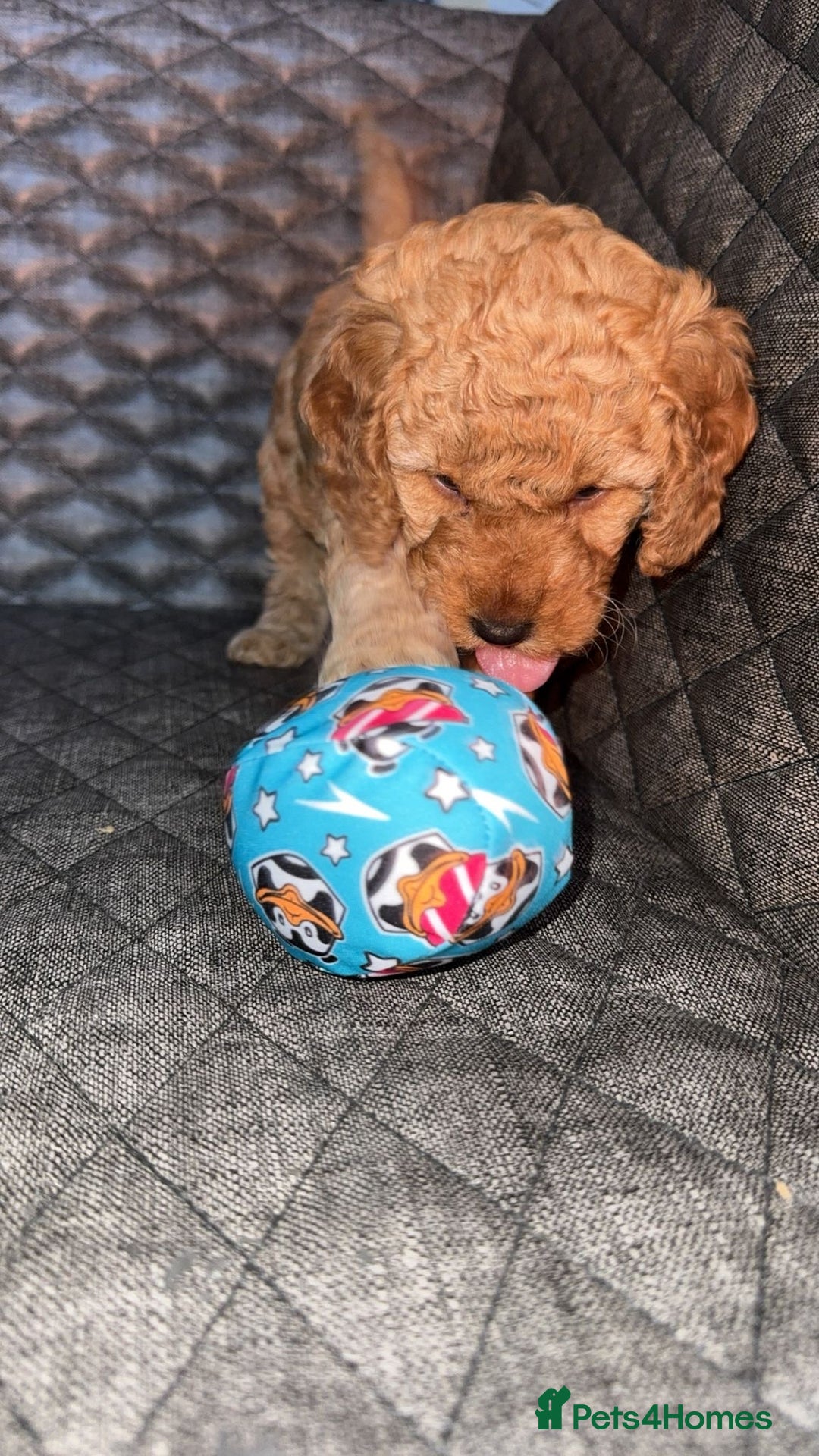 Cockapoo dogs for sale: 6 cockapoo F1 puppies seeking their forever homes - Advert 16