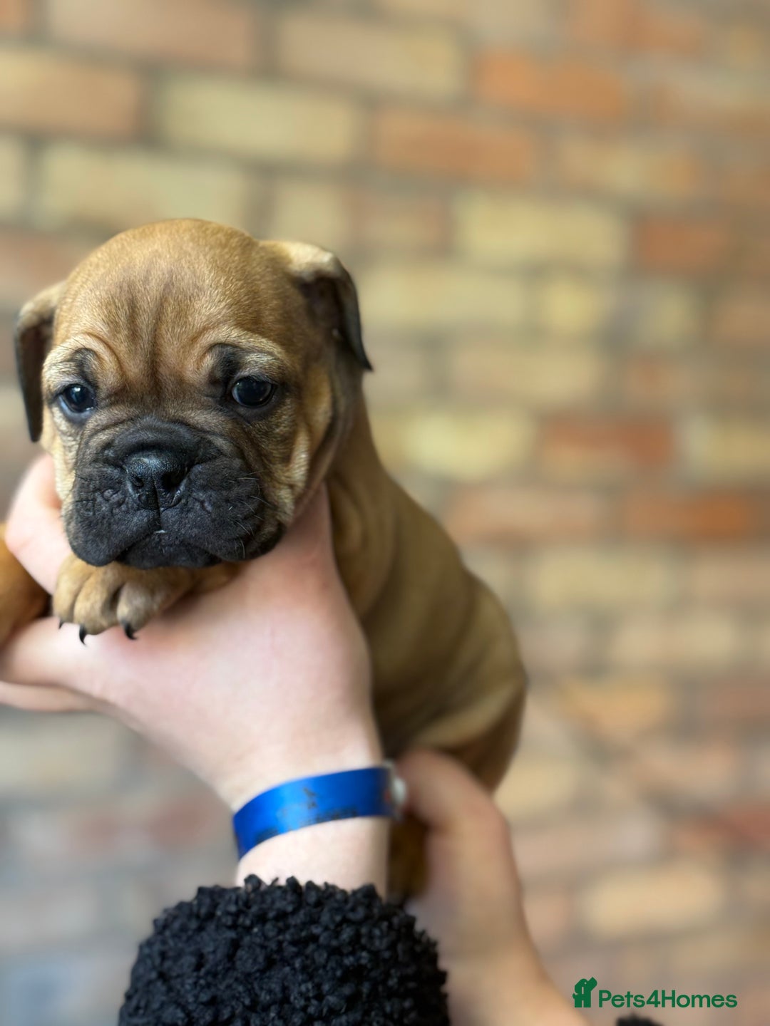 Mixed Breed dogs for sale: Bulldog de Bordeaux  - Image 33