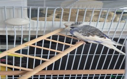 Budgerigars birds for sale: Pair of Young Budgies with Cage  - Image 3