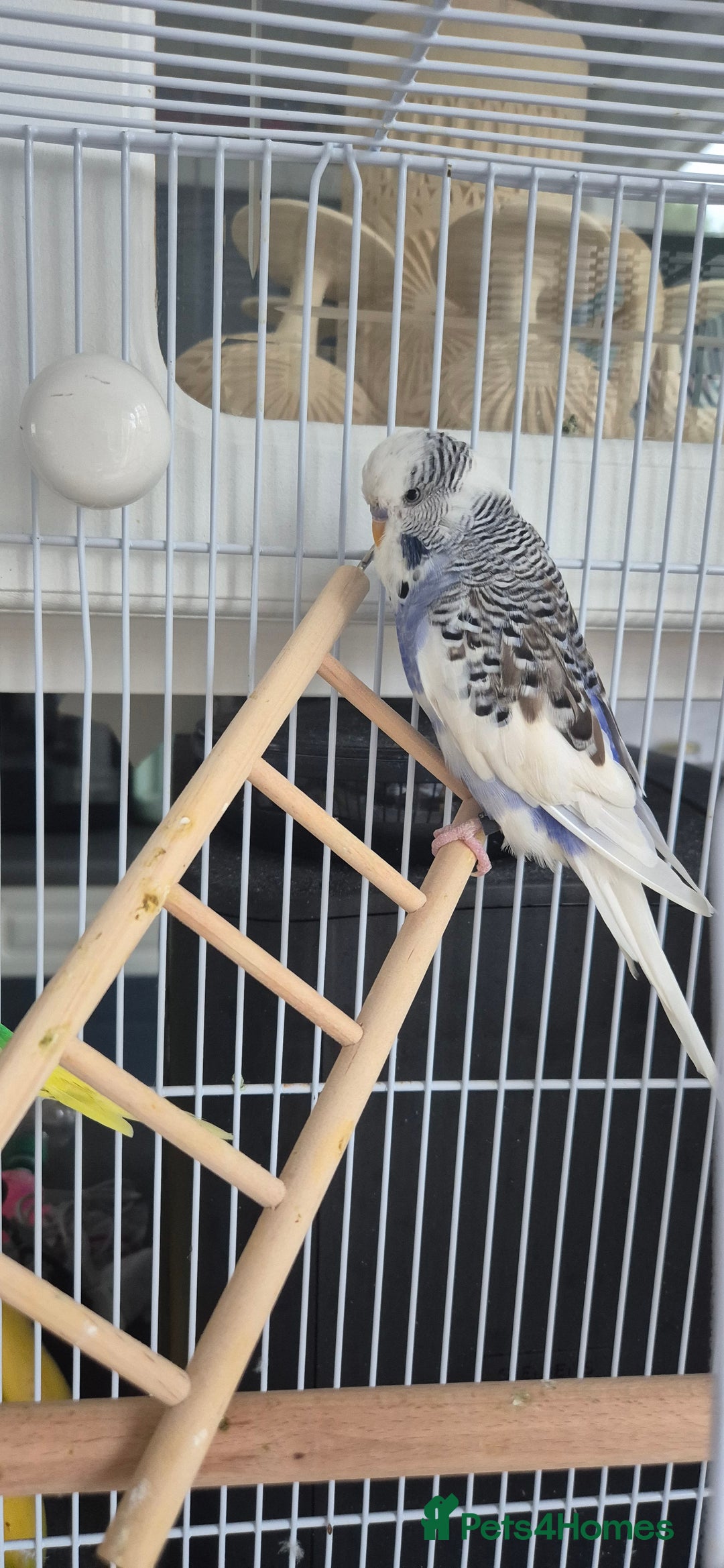 Budgerigars birds for sale: Pair of Young Budgies with Cage  - Image 3
