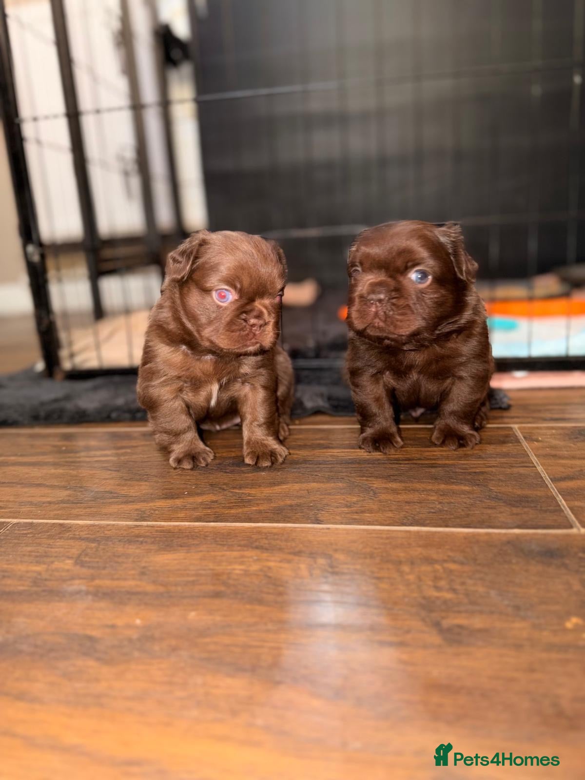 French Bulldog dogs French bulldog puppy  in Leeds - Advert 3