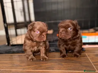 French Bulldog dogs French bulldog puppy in Leeds - Advert 2