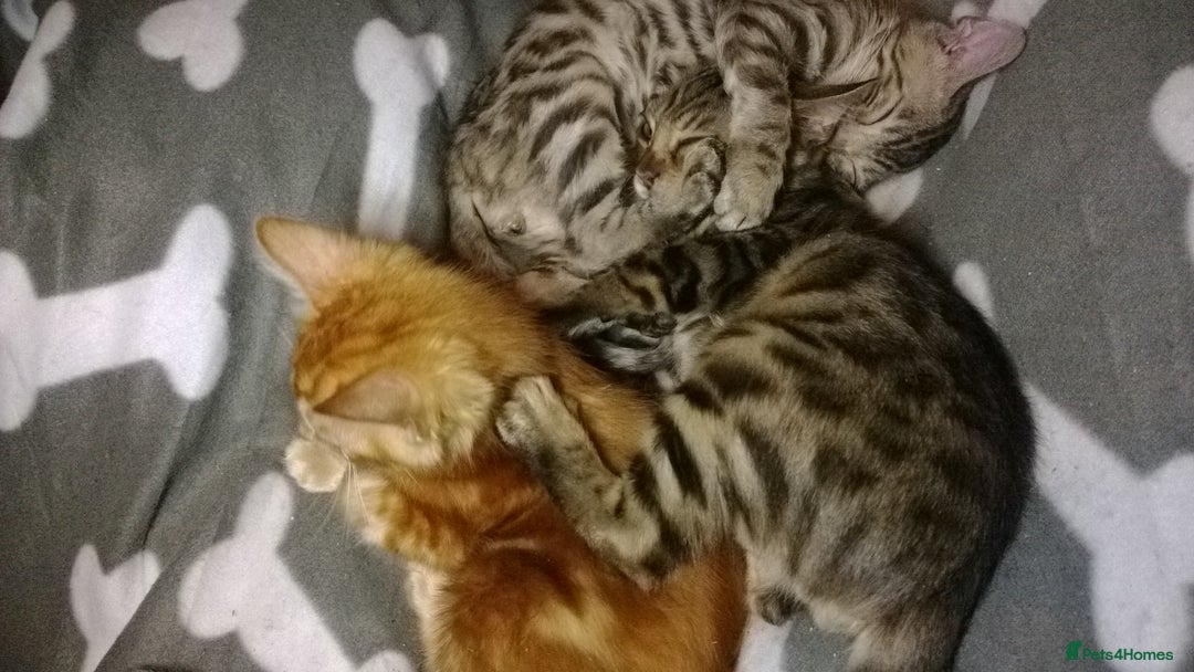 Mixed Breed cats for sale: Cute and Playful Kittens - Advert 1