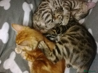 Mixed Breed cats Cute and Playful Kittens - Advert 1