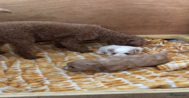 Maltipoo dogs Maltipoo boy puppy - Advert 10