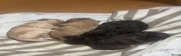 Miniature Poodle dogs for sale: Beautiful Miniature poodles - Advert 37
