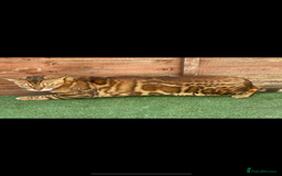 Bengal cats for sale: Amazing TICA registered girl - pregnant  - Image 2
