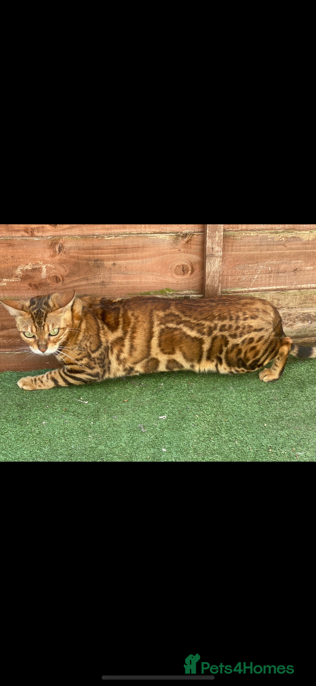 Bengal cats for sale: Amazing TICA registered girl - pregnant  - Image 2