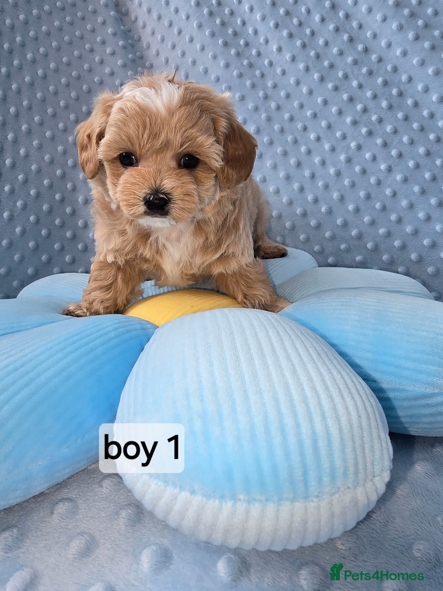 Maltipoo dogs  Beautiful  maltipoo  - Advert 2