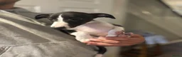 Whippet dogs for sale: KC registered Whippets health tested parents - Advert 22