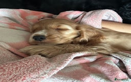 Cocker Spaniel dogs for sale: 🐶 STUNNING traditional KC show cocker spaniels*** - Image 16