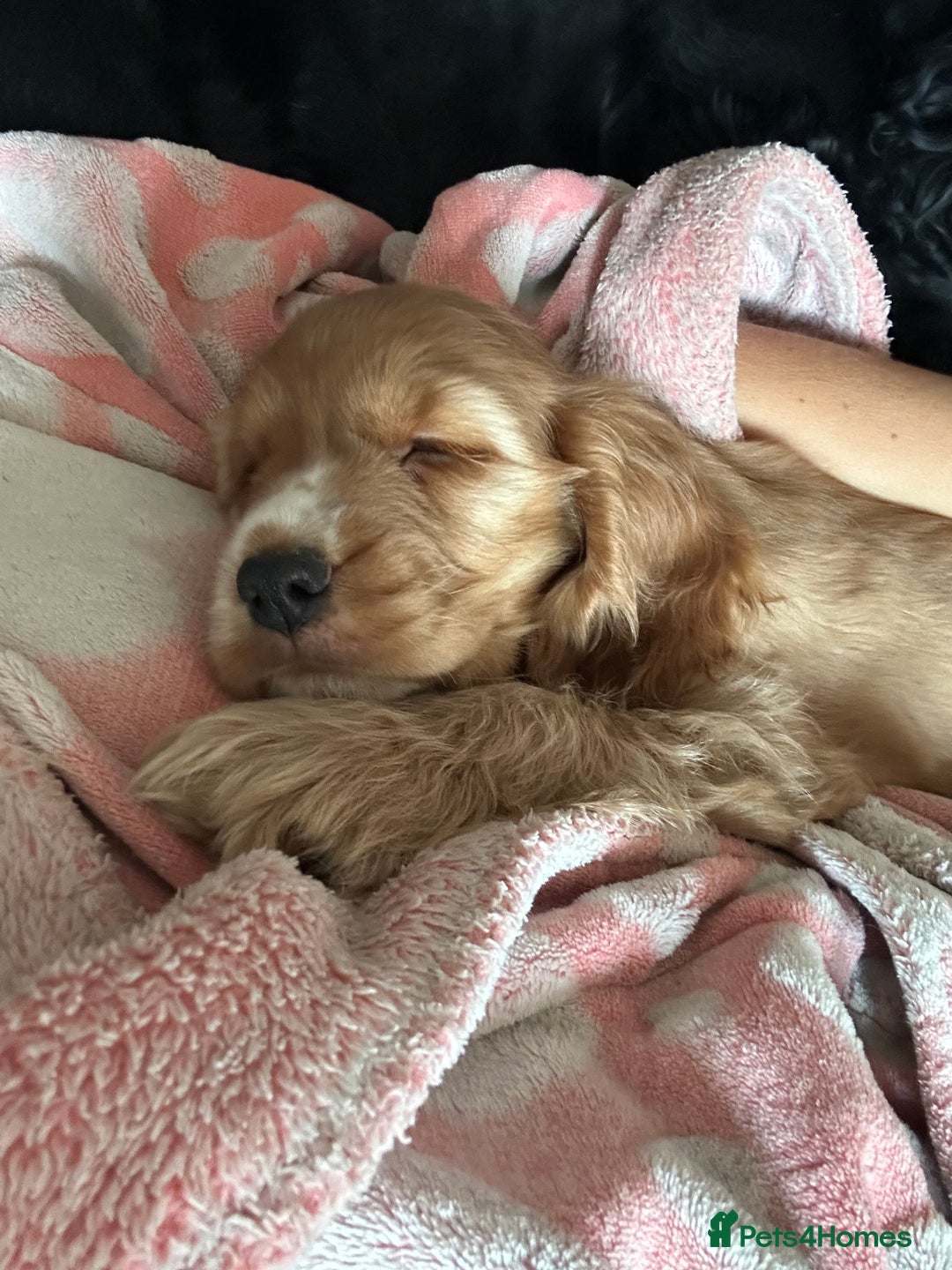 Cocker Spaniel dogs for sale: 🐶 STUNNING traditional KC show cocker spaniels*** - Image 16