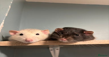 Rat rodents Four cute friendly brothers  - Advert 2