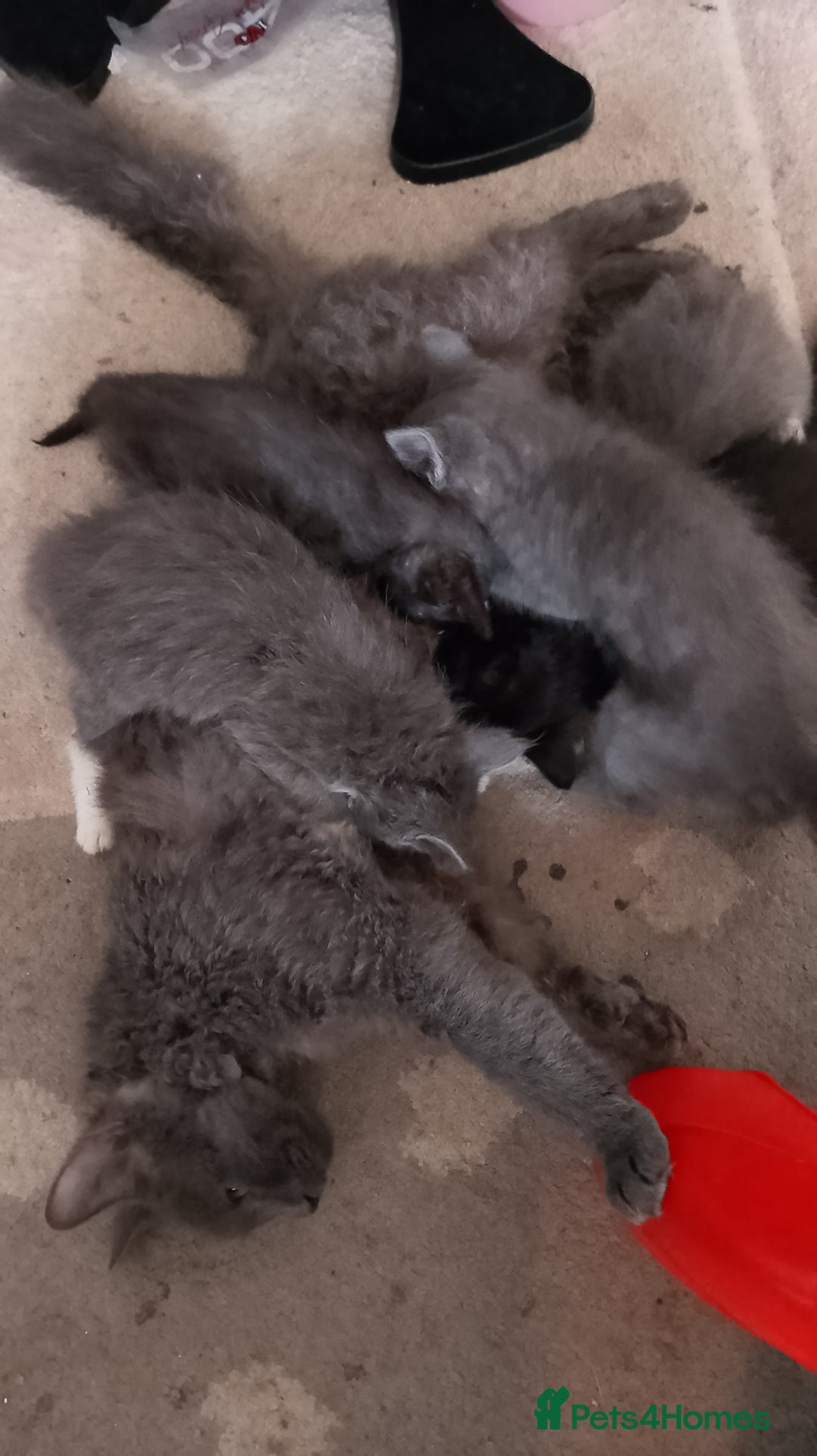 Mixed Breed cats for sale: La Perm X Kittens. - Image 5