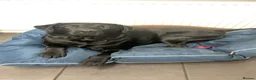 Labrador Retriever dogs for stud: BLACK LABRADOR FOR STUD - Advert 3