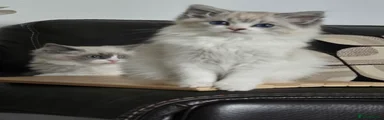 Ragdoll 2