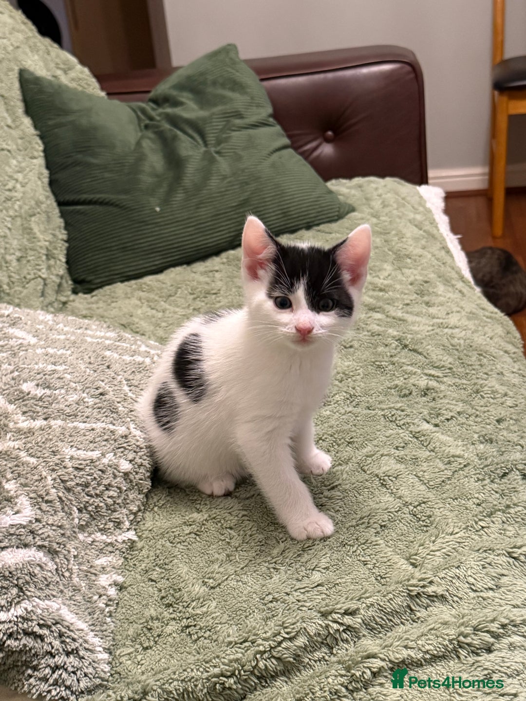 British Shorthair cats for sale: Kittens for sale - Image 26