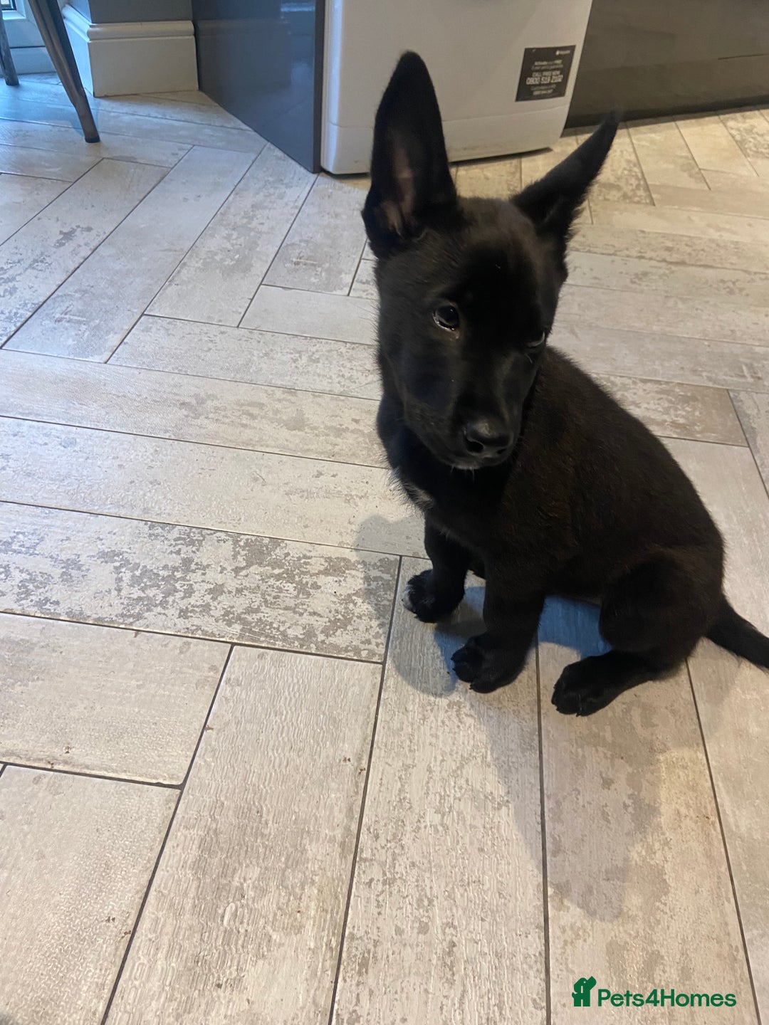 Belgian Shepherd Dog dogs for sale: Malinois x Dutch herder ready to collect !  in Wingate - Image 7