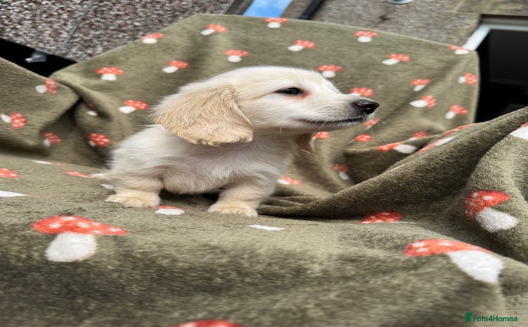 Miniature Dachshund dogs for sale - Advert 2