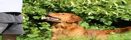 Golden Retriever dogs for stud: EXTENSIVELY health tested with excellent results! in Newark - Advert 14