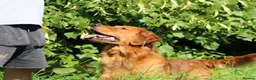 Golden Retriever dogs for stud: EXTENSIVELY health tested with excellent results! in Newark - Advert 14