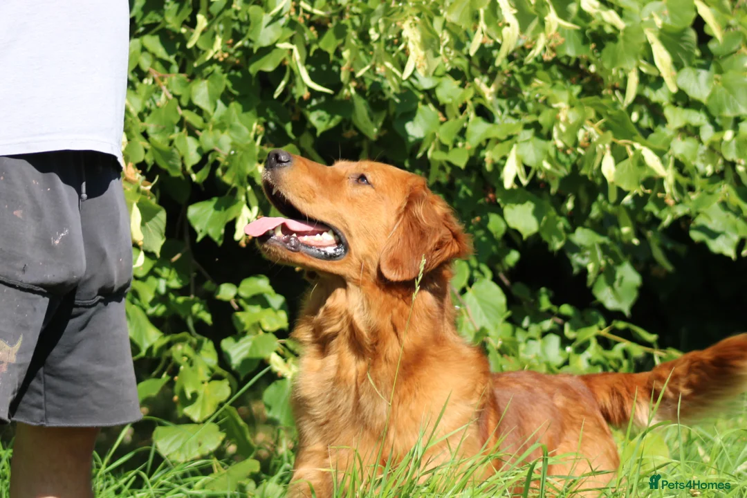 Golden Retriever dogs for stud: EXTENSIVELY health tested with excellent results! in Newark - Advert 14