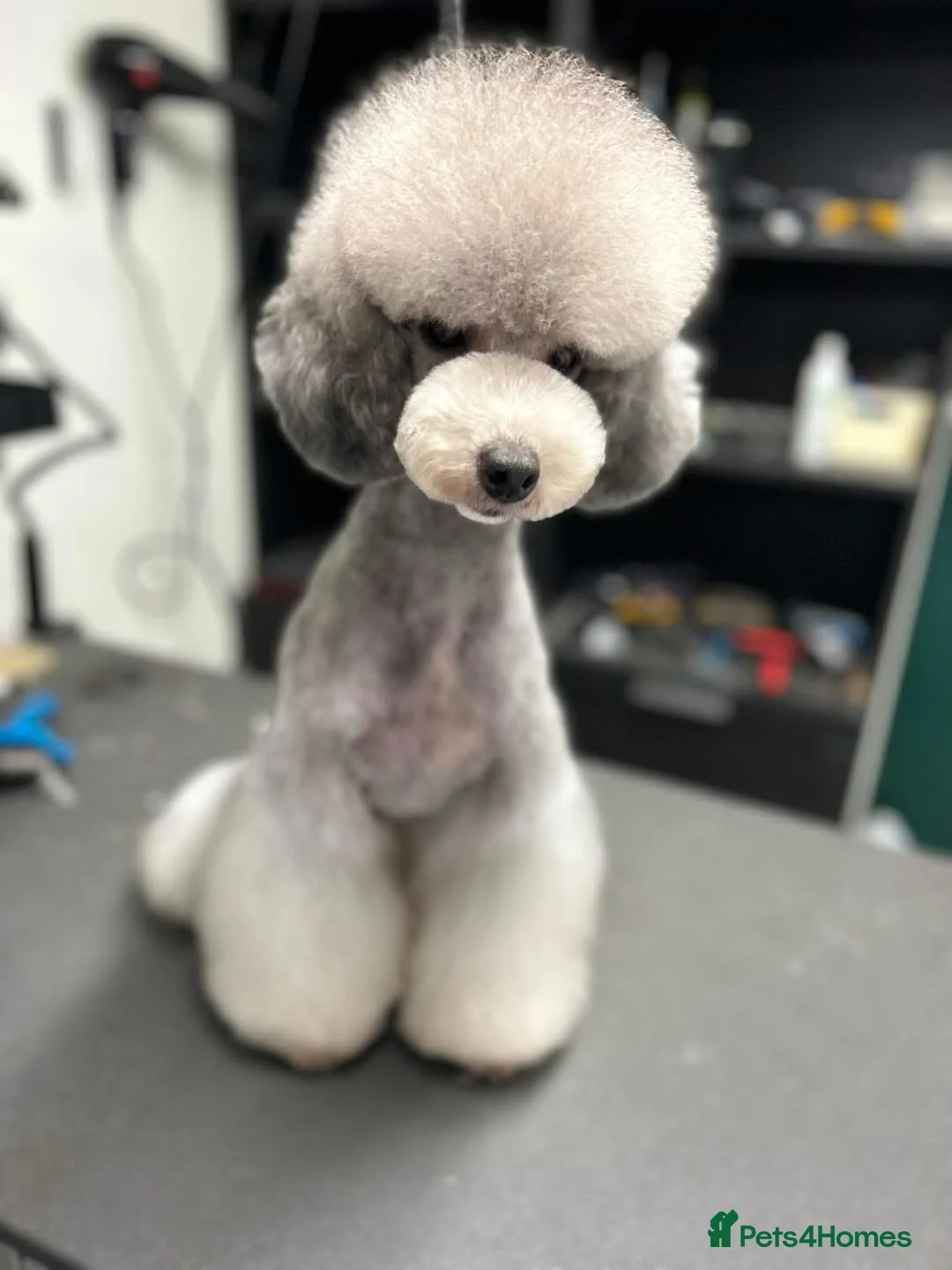 Miniature Poodle dogs for sale: OUTSTANDING SILVER MINI POODLES BEST IN 🇬🇧  - Advert 32