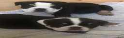 Old Tyme Bulldog dogs for sale: Old tyme bulldog puppies  in Corby - Advert 6