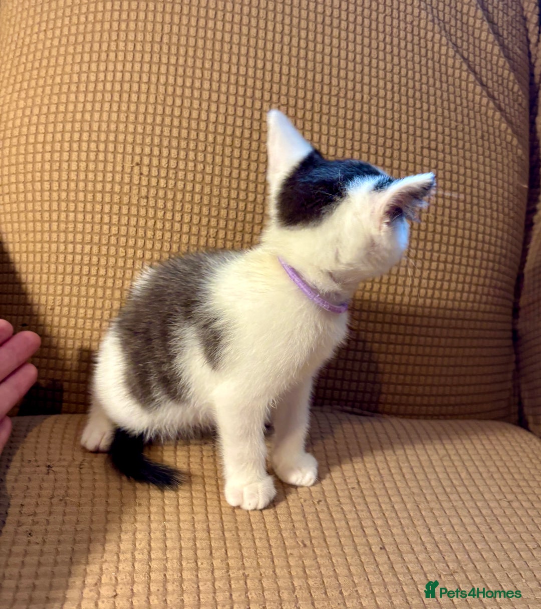 Mixed Breed cats for sale: Adorable mixed breed kittens in Kent! - Image 15