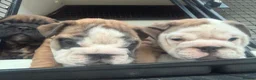 English Bulldog dogs for sale: Quality English bulldogs - Advert 4