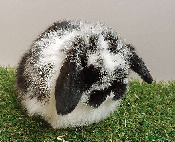 Mini Lop rabbits VHD- Vaccinated-Mini Lop Baby Rabbits  - Advert 12