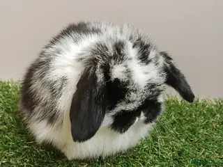 Mini Lop rabbits VHD- Vaccinated-Mini Lop Baby Rabbits - Advert 12