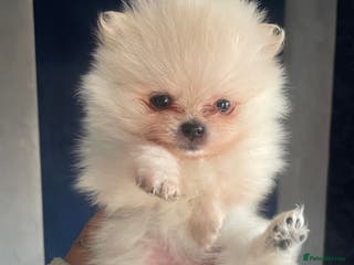Pomeranian dogs White KENNEL CLUB Registered CHAMPION Bloodlines - Advert 2