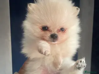 Pomeranian dogs White KENNEL CLUB Registered CHAMPION Bloodlines - Advert 1