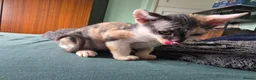 Sphynx cats for sale: Sphynx / Devon Rex Mix Kittens Ready Homes - Advert 25